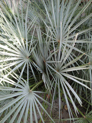 Nahansicht von Chamaerops humilis var. cerifera im Oktober 2015