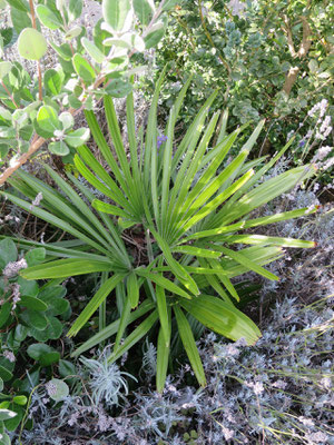 Rhapidophyllum hystrix, Nadelpalme