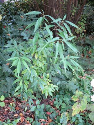 Quercus myrsinifolia, Oktober 2015