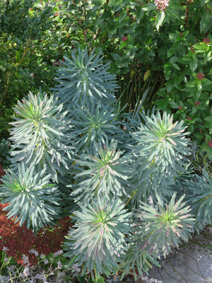 Euphorbia characias ssp. wulfenii (Mittelmeer-Wolfsmilch)