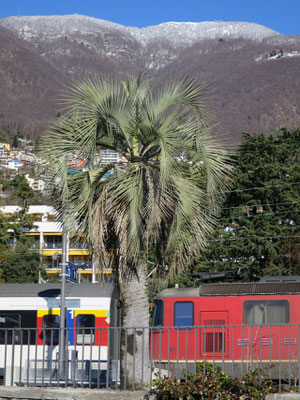 Butia yatay am Bahnhof von Locarno (Tessin), Februar 2016