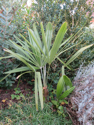 Rhapidophyllum hystrix, Nadelpalme, Oktober 2015