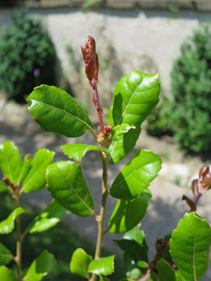 Quercus phillyraeoides in Schaffhausen, Juni 2015