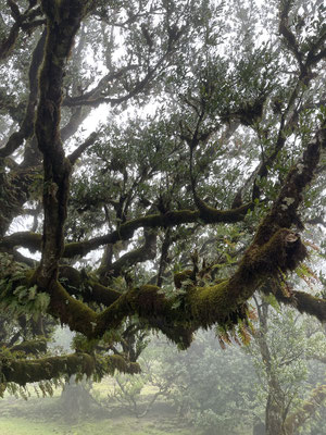Dieser „Feenwald“ besteht aus Jahrhunderte alten moosüberwachsenen Bäumen und ist das größte Waldgebiet auf der Insel. 