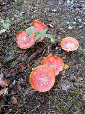 Manch einer berauscht sich nicht nur am Anblick dieser Pilze.   Foto: Carmen Prinz