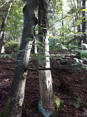 Zu einem gesunden Wald gehören neben lebenden auch abgestorbene Bäume. Foto: Carmen Prinz