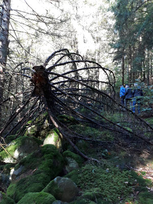 Im LBV-Wald dürfen umgestürzte Bäume liegen bleiben.  Foto: Carmen Prinz