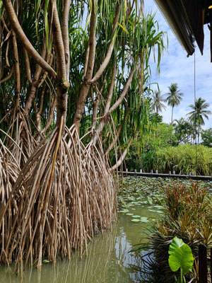 Frühstück La Sala Anantara Mai Khao