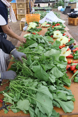 カラシ菜の調整作業。枯れた葉や泥は、畑で落としておけば、土に還って循環します。