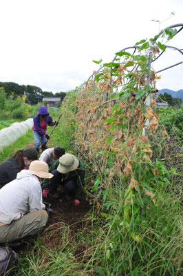 枯れたキュウリの根の観察。