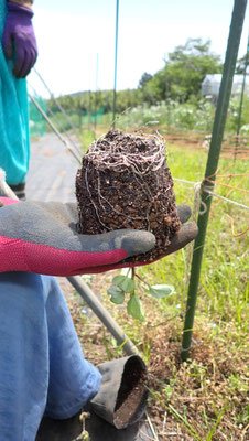 苗の定植のときには必ず根の様子を見る。