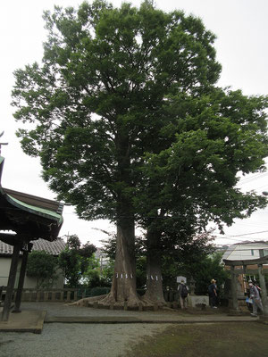 春日神社の御神木「けやき」(ニレ科) (多摩市指定天然記念物) 大：目通り　４．５メートル 高さ　　約２８メートル 小：目通り　３．１メートル 高さ　　約２０メートル