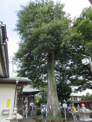 白山神社の御神木「むくのき」(ニレ科)　 (多摩市指定天然記念物) 目通り　４．２メートル 高さ　約２４．５メートル