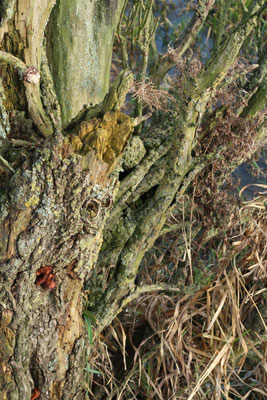 Oger, photography