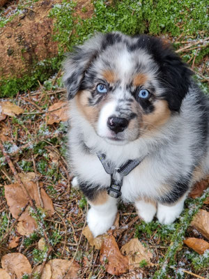 HONEY BEE 10 Wochen alt