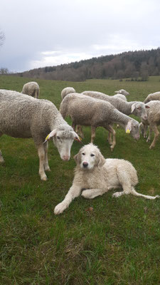 Chien de troupeau au travail