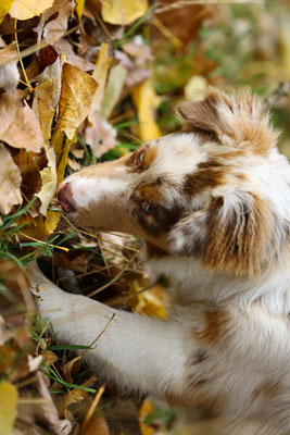 Hundefotograf-Shooting-Pfalz-N583