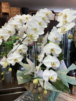 ￥38.500