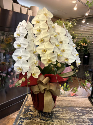 ￥19.800