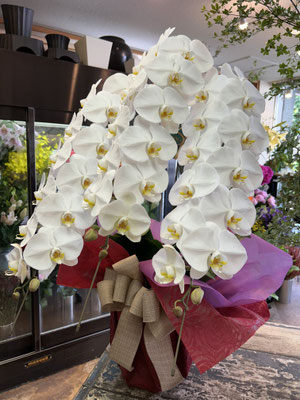 ￥24.200