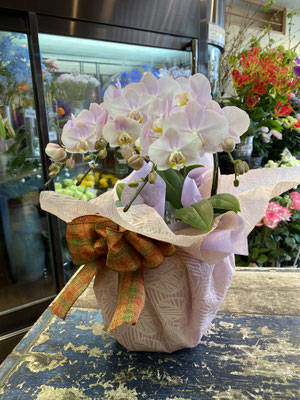 ￥9.900　高さ約55ｃｍ