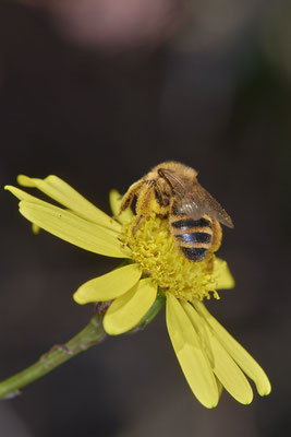 Nr.21-3/01 - Andrena flavipes W - OB LMB (08.11.2018)