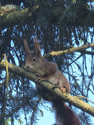Naturschutz im Fokus – behutsames Arbeiten im Lebensraum Wald