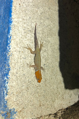 Yellow-headed Gecko (Gonatodes albogularis)