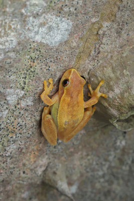 Being small and secretive, Dwarf Mexican Treefrog (Tlalocohyla smithii) was more often heard than seen.