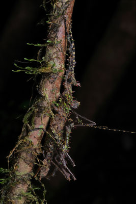 Madagascar Devil Stick Insects (Parectatosoma sp.)