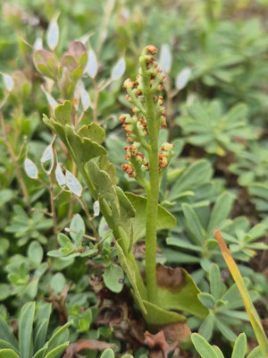 Botrychium lunaria (Mondraute)