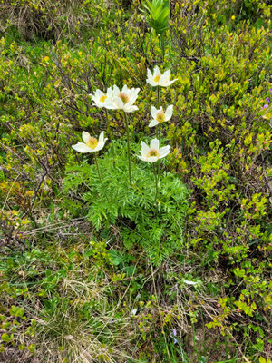 Pulsatilla alpina subsp. alpina (Weisse Berganemone)