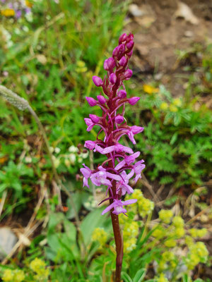 Gymnadenia conopsea (Langspornige Handwurz)