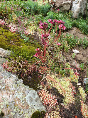 asplenium septentrionale (Nordischer streifenfarn) und Sempervivum arachniodeum (Spinnweb-Hauswurz)