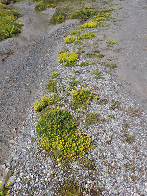 Saxifraga aizoides (Bach-Steinbrech)