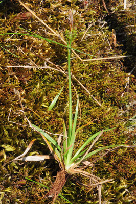 Carex caryophyllea ( Frühlings-Segge)