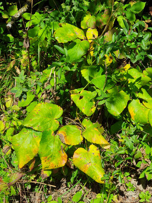 Laserpitium latifolium (Breitblättriges Laserkraut)