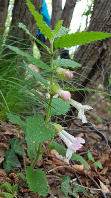 Melittis melissophyllum (Immenblatt)