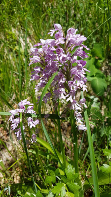 Orchis militaris (Helmknabenkraut)