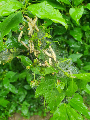 Euonymus europaeus (Pfaffenhütchen) mit Gespinstmotten