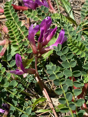 Astragalus monspessulanus (Französischer Tragant) Bild: Daniel Schefer