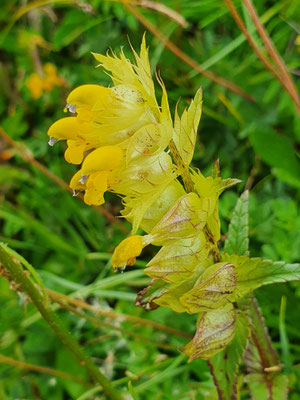 Rhinanthus glacialis (Grannen-Klappertopf)