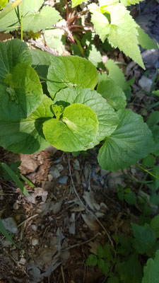 Viola mirabilis (Wunder-Veilchen)