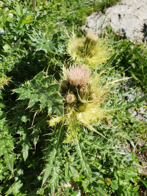 Cirsium spinosissimum (Alpen-Kratzdistel)
