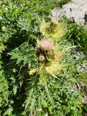 Cirsium spinosissimum (Alpen-Kratzdistel)