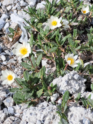 Dryas octapetala ( Silberwurz)