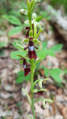 Ophrys insectifera (Fliegen-Ragwurz)