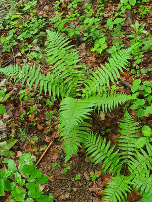 Dryopteris filix-mas (Wurmfarn)