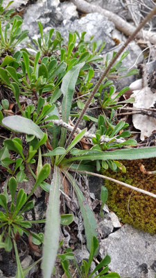 Leontodon incanus tenuiflorus (Schmalblütiges Graues Milchkraut)