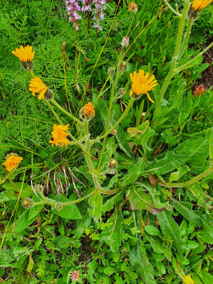 Crepis conyzifolia (Grossköpfiger Pippau)